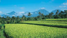 Bali - Ubud