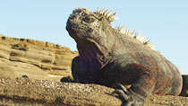 Equador med Galapagos