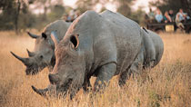 Kenyasafari - Amboseli, Tsavo West Safari - 3 dagar
