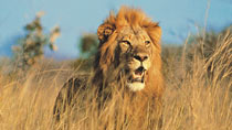 Kenyasafari - Flying Safari - 3 dagar