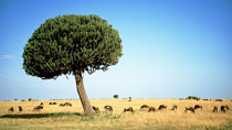 Kenyasafari - Nakuru, Masai Mara Safari - 4 dagar